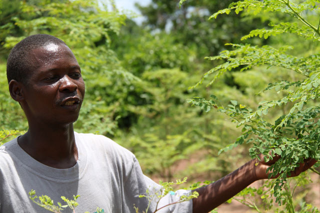 Plantation in Mozambique that could be watered by OTEC, photo by Linus Hammar